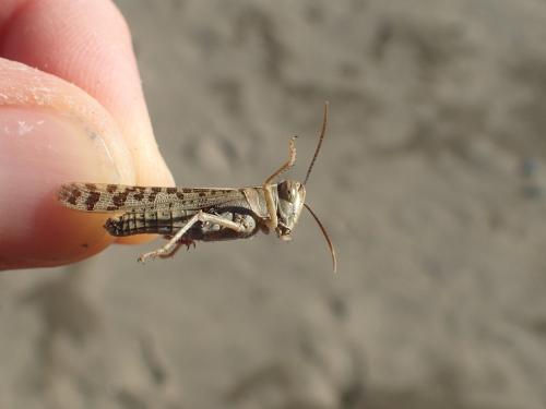 Réf. 296 326 : Heteracris littoralis