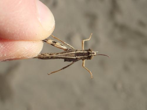 Réf. 296 327 : Heteracris littoralis