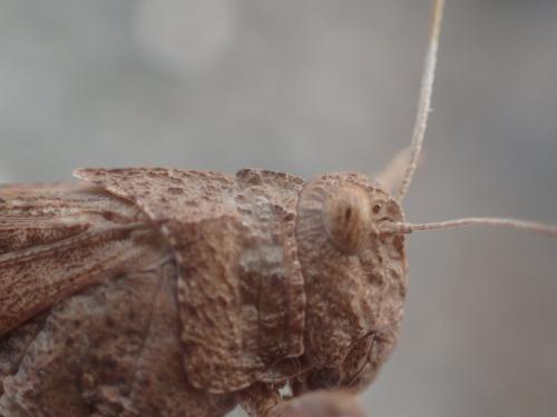 Réf. 296 324 : Oedipoda canariensis