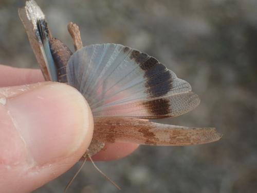 Réf. 296 325 : Oedipoda canariensis