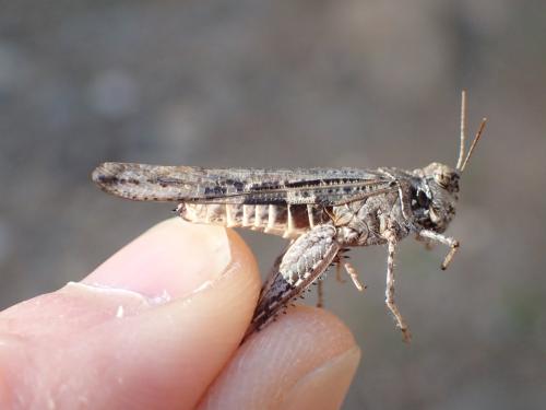 Acrotylus insubricus inficitus