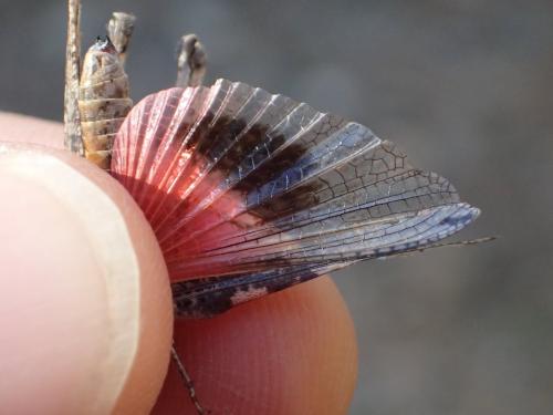 Acrotylus insubricus inficitus