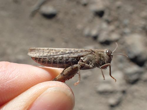Calliptamus plebeius