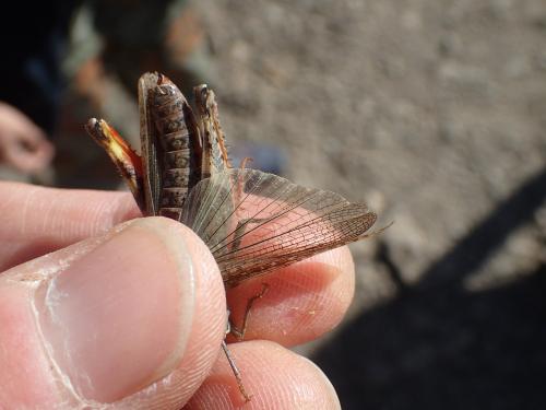 Calliptamus plebeius