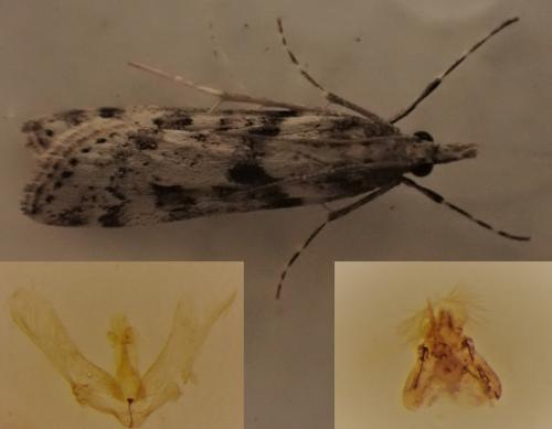 Réf. 296 385 : Eudonia angustea