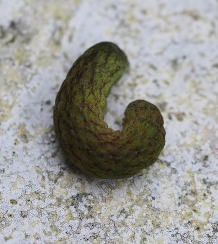 Phlogophora meticulosa