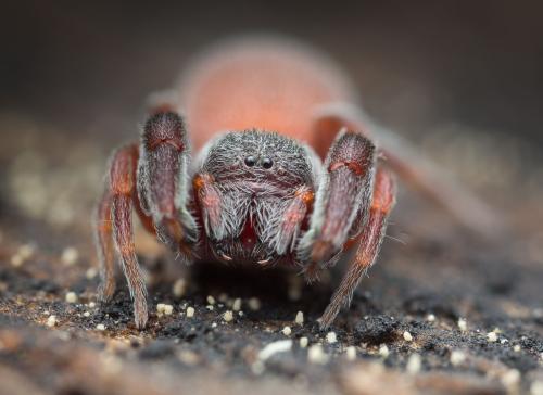 Palpimanus gibbulus