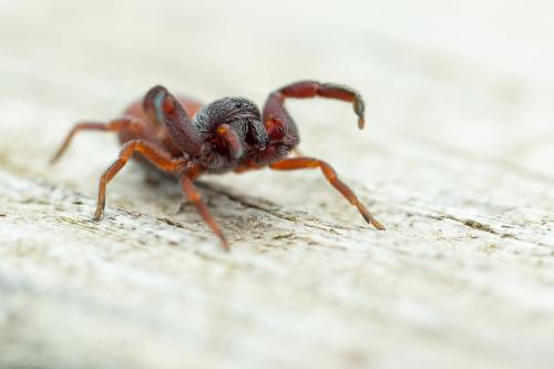 Palpimanus gibbulus