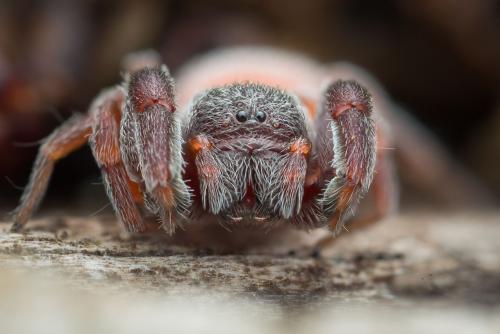 Palpimanus gibbulus