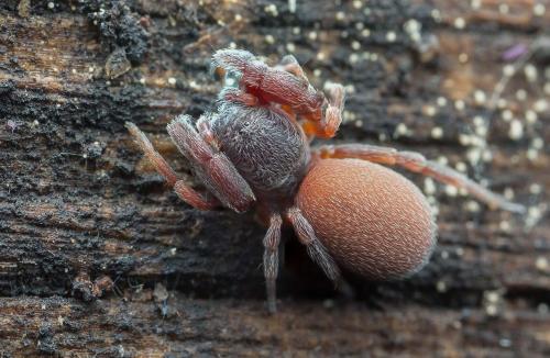Palpimanus gibbulus
