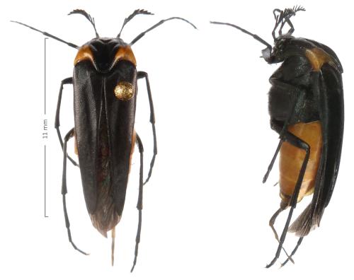 Réf. 296 028 : Metoecus paradoxus