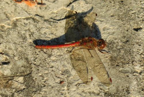 Sympetrum striolatum
