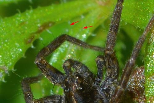 Pardosa sp.