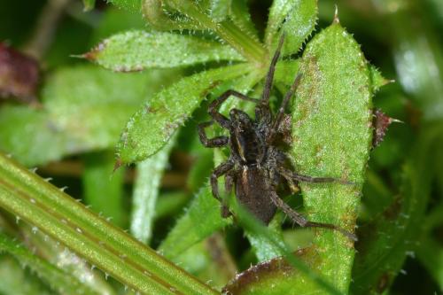 Pardosa sp.