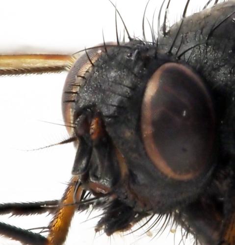 Phaonia tuguriorum