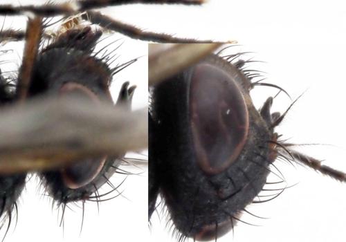 Phaonia tuguriorum