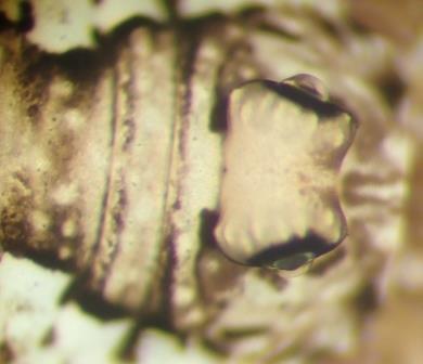 Réf. 296 910 : Platybunus sp.