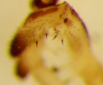 Réf. 296 911 : Platybunus sp.