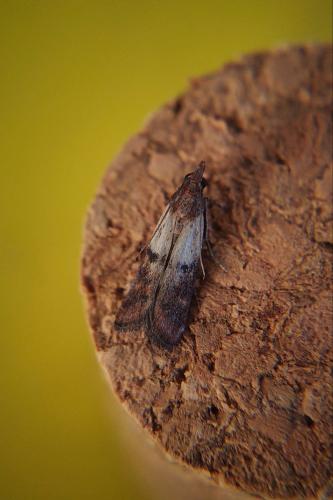 Réf. 296 369 : Plodia interpunctella