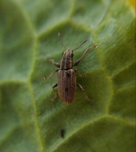 Réf. 296 374 : Sitona sp.