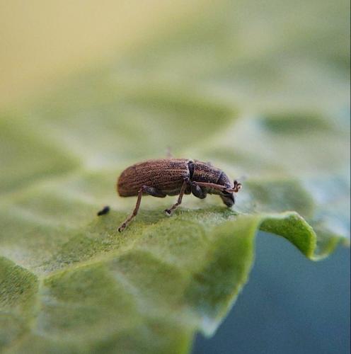 Réf. 296 375 : Sitona sp.