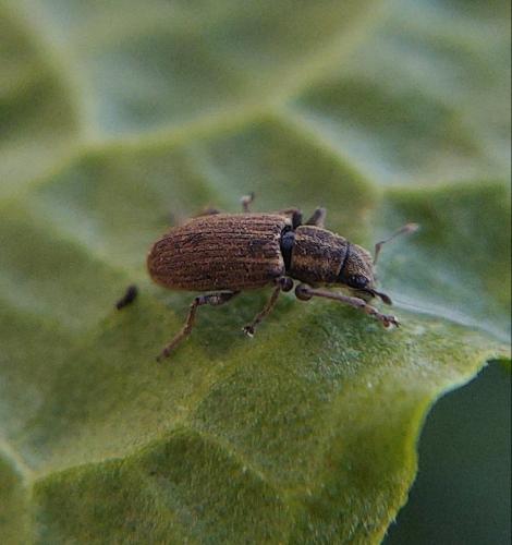 Réf. 296 376 : Sitona sp.
