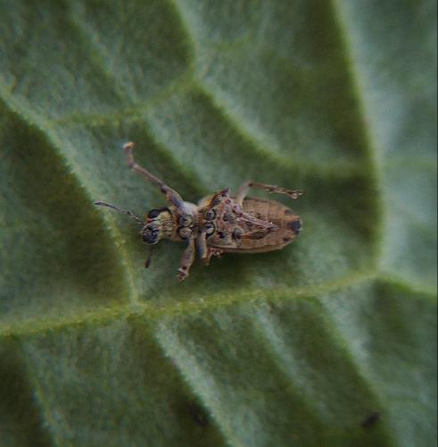 Réf. 296 377 : Sitona sp.