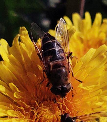 Réf. 296 705 : Eristalis similis