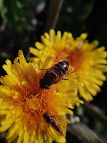Eristalis similis