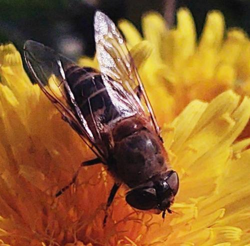 Eristalis similis