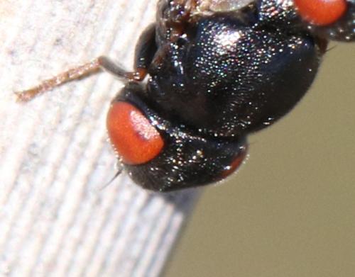 Lipara sp.