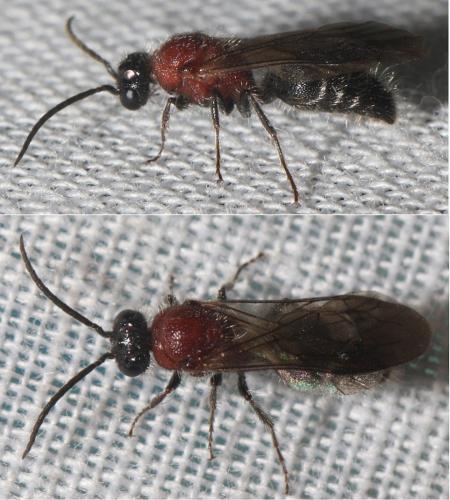 Réf. 296 203 : Smicromyrmini inconnu