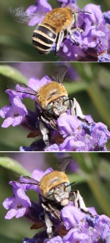 Amegilla sp.