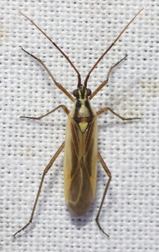 Réf. 296 586 : Leptopterna sp.