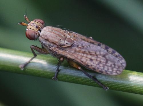 Pherbina sp.