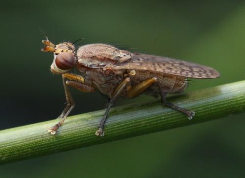 Pherbina sp.
