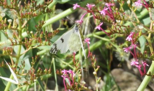 Réf. 296 693 : Euchloe crameri