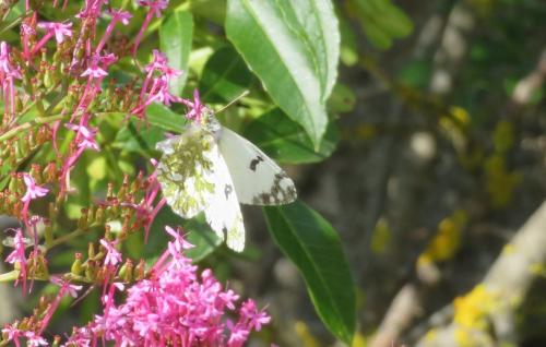 Réf. 296 794 : Euchloe crameri