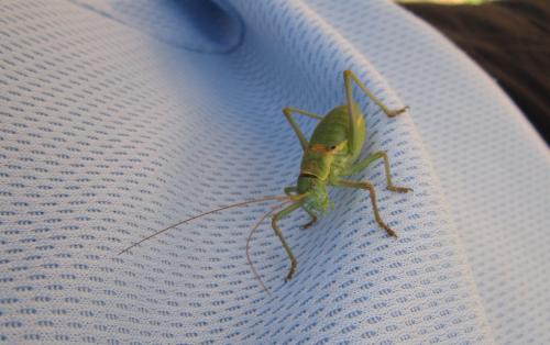 Ephippiger diurnus diurnus