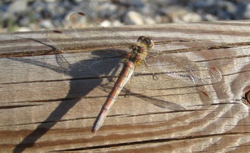 Réf. 296 179 : Sympetrum meridionale
