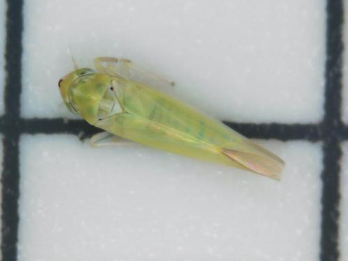 Zygina nivea
