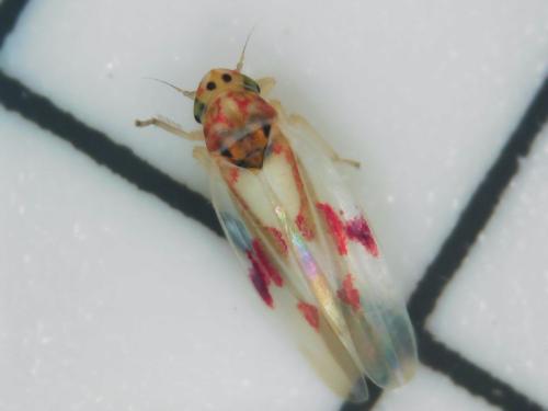 Zygina lunaris