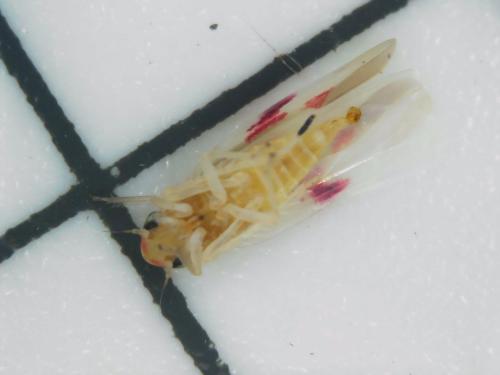 Zygina lunaris