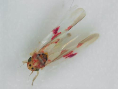 Zygina lunaris
