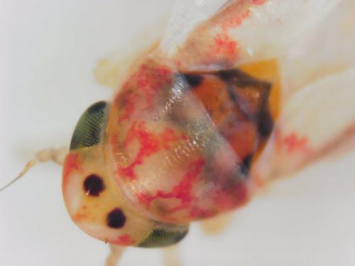 Zygina lunaris