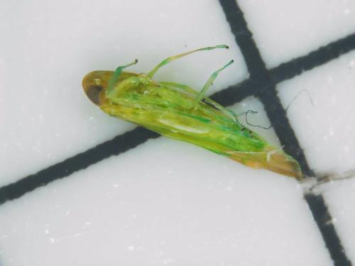 Typhlocybinae