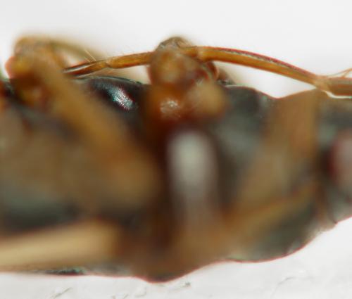 Réf. 296 761 : Scolopostethus patruelis