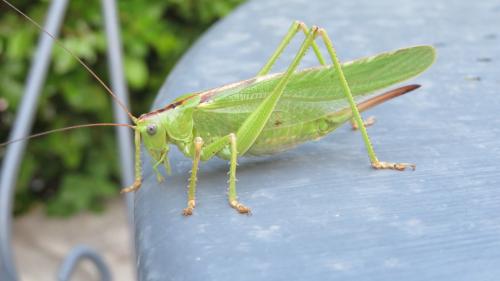 Réf. 296 047 : Tettigonia viridissima