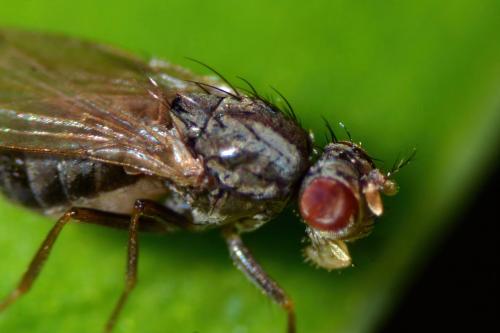 Réf. 296 236 : Scaptomyza pallida