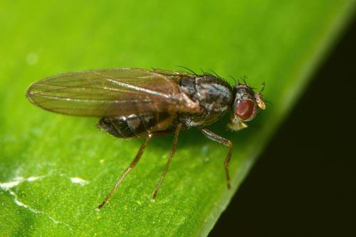Réf. 296 213 : Scaptomyza pallida